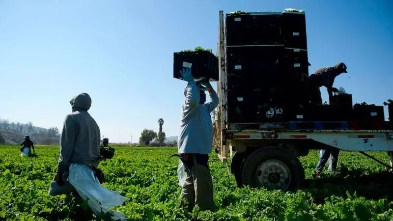 Rise of child labor stokes fight over worker laws