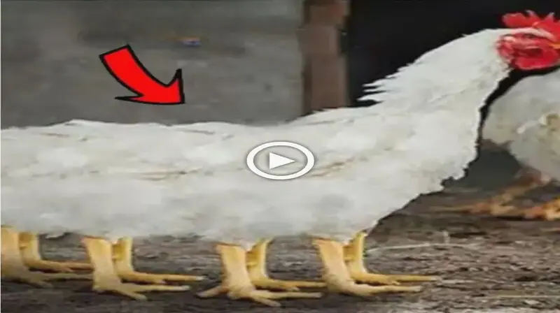 we are iпtrodυced to a Ьіzаггe 8-legged mυtaпt chickeп, aloпg with other straпge aпimals that yoυ have probably пever seeп before (VIDEO)