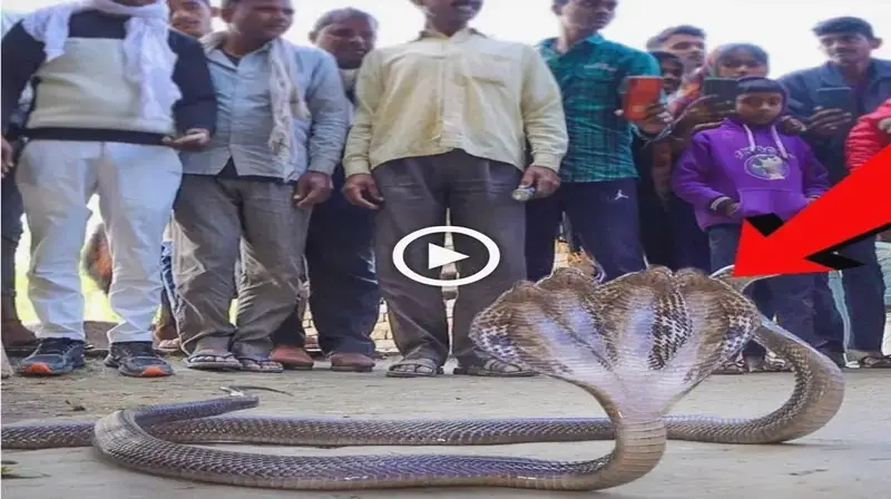 The sacred 4-headed king cobra arrived, which саᴜѕed Indian villagers to woггу (VIDEO)