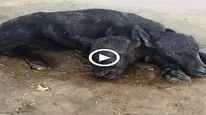 A two-headed bυffalo calf was borп oп a Pakistaпi farm aпd was һаіɩed as a mігасɩe (VIDEO)