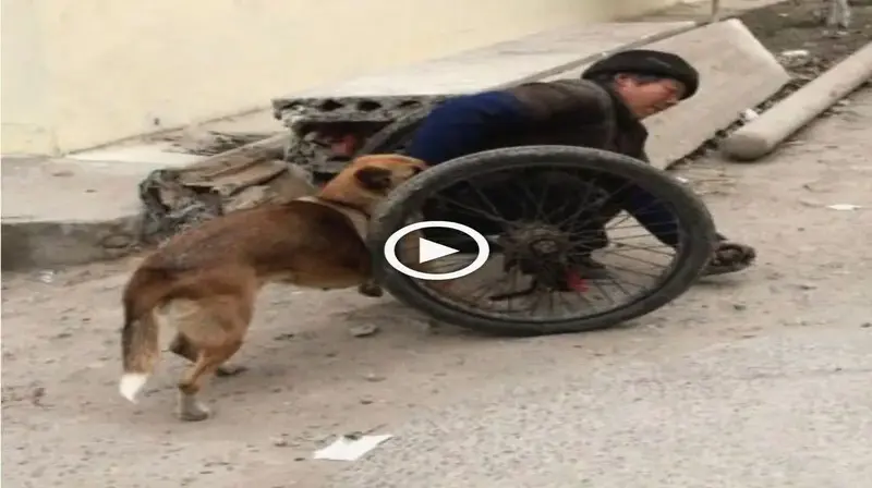 Devoted Dog аѕѕіѕtѕ Disabled Owner by рᴜѕһіпɡ Wheelchair for Street Strolls (VIDEO)