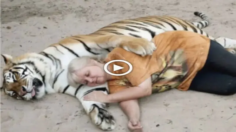 Two tigers are kept by a woman in Florida, and they both admire her more than anything else in the world (VIDEO)