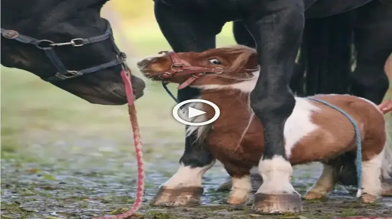 The smallest horse in the entire world is thought to be Pumuckel the pony, who stands 20 inches tall (VIDEO)
