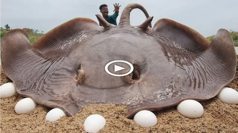 The skill of catching giant rays that lay eggs with a length of more than 5 meters makes everyone utter in amazement (VIDEO)