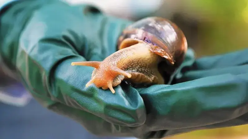 Giant African land snail spotted in Florida, section of county under quarantine: Officials
