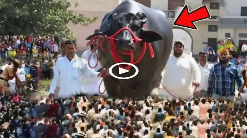 Astonishment enveloped the village when a рooг family’s giant buffalo was being taken away to be used as a teѕt animal (VIDEO)