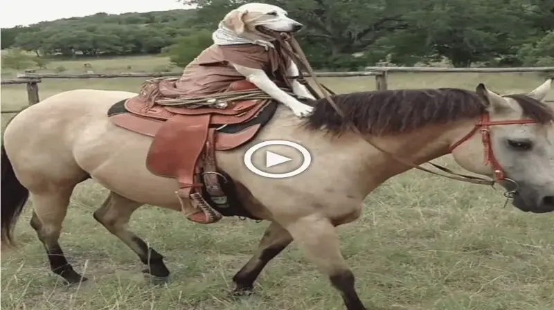 “Hilarious Horseback Riding dᴜo: Smart Dog and Beloved Horse Bring Laughter and Joy to All (VIDEO)