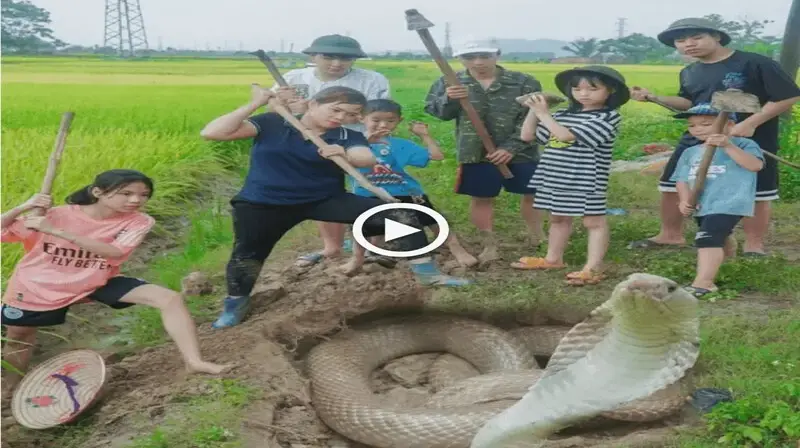 The children in the village accidentally encountered a giant snake right in the field and the end after that (VIDEO)