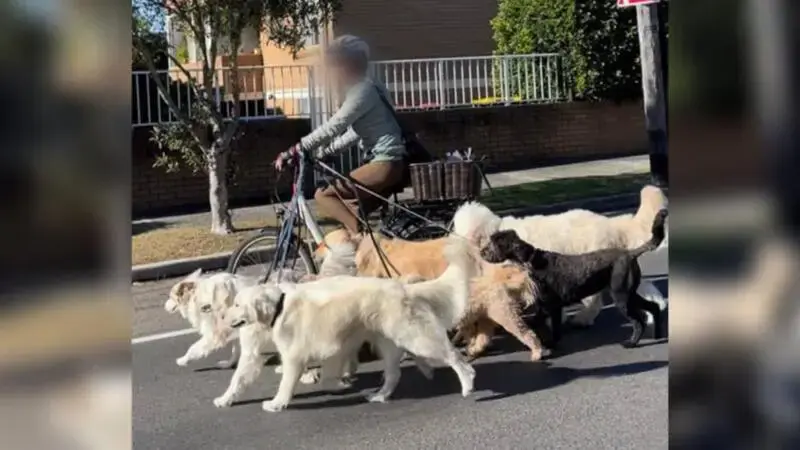 Sydney dog walker seen with seven dogs while riding a bike in Bondi Beach reveals unknown law