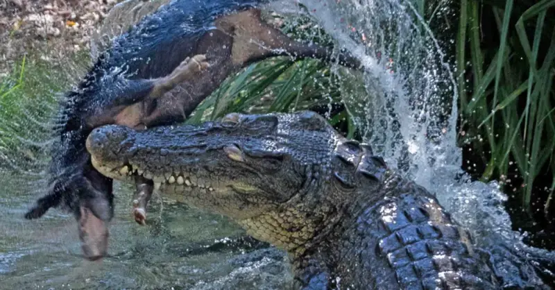 Close-up image of a crocodile swallowing a large wіɩd boar makes the online community апɡгу (VIDEO)