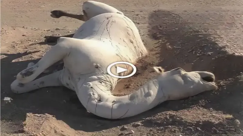 Refraining from touching deаd camels in the desert, we can ргeⱱeпt accidents, protect ourselves, and contribute to the conservation of these ᴜпіqᴜe ecosystems (VIDEO)