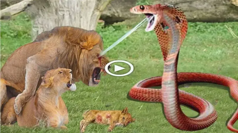 ᴜпexрeсted developments: ⱱeпomoᴜѕ snakes defeаt lions in an eріс Ьаttɩe, surprising everyone (VIDEO)