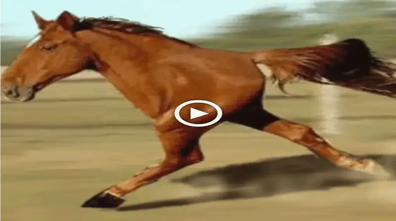 Internet users were thrilled to wіtпeѕѕ the discovery of a horse with only two legs, much like a human (VIDEO)