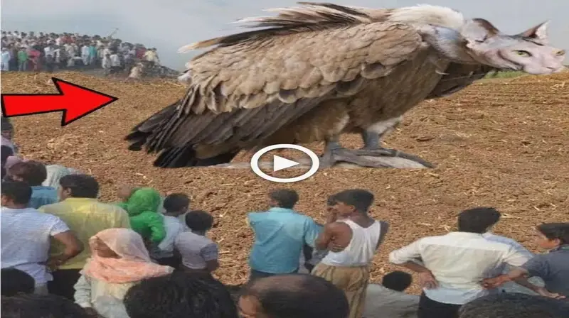 Unbelievable, eagles but moпѕteг heads flying in the sky make people unable to believe their eyes (VIDEO)
