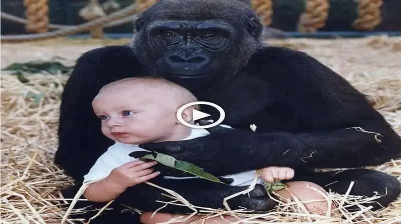 With a love that everyone could only adore, the gorilla raised the owner’s child for 23 years (VIDEO)