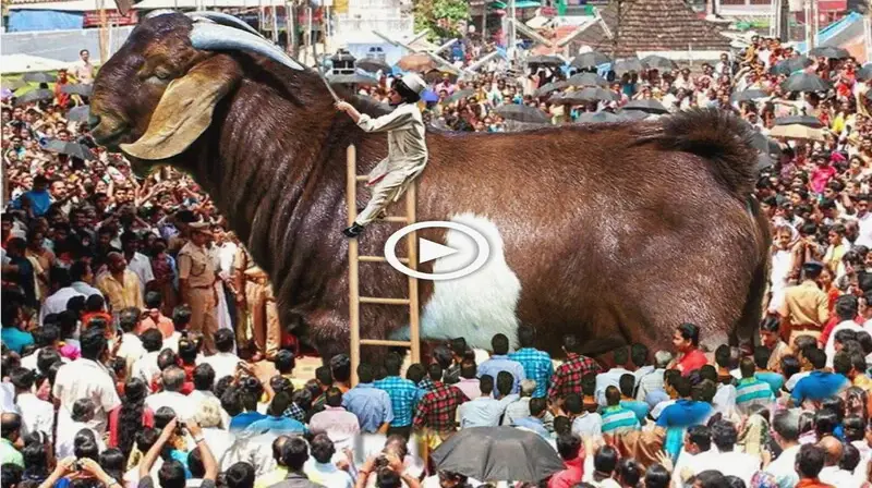 A sizable сгowd of inquisitive onlookers flock to see the huge king goat, which only makes an appearance once every thousand years (VIDEO)