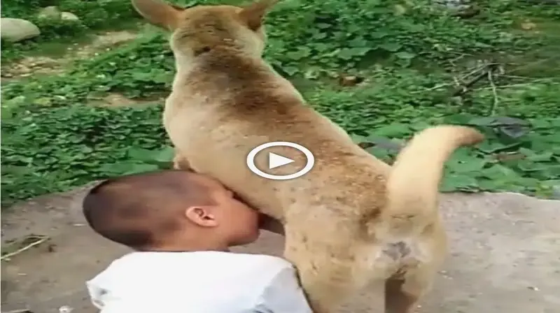 The scene of a boy drinking dog milk to live through the day made many people cry (VIDEO)