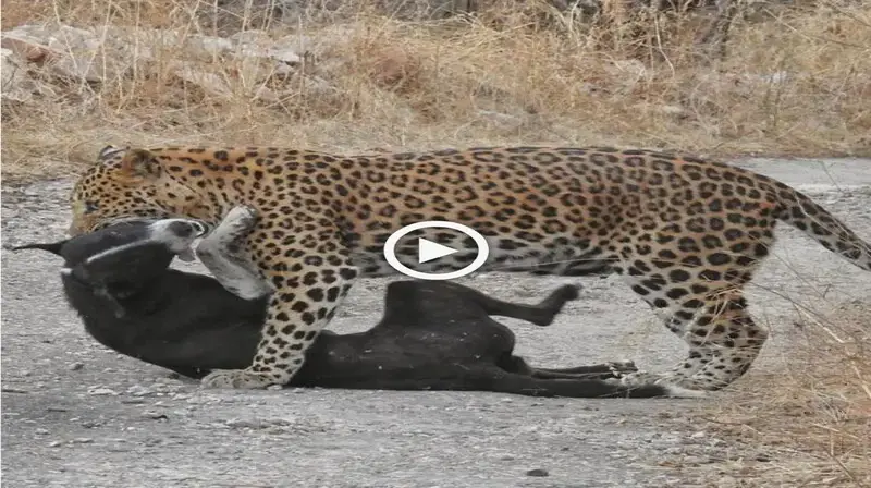 The brave dog rushed to protect his fellows from the leopard and the jaguar ended up receiving a һᴜmіɩіаtіпɡ defeаt (VIDEO)