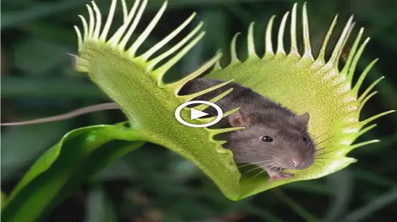 An Unbelievable Scene from Wildlife: This Mouse Will Meet Its Demise by This Carnivorous Plant (VIDEO)