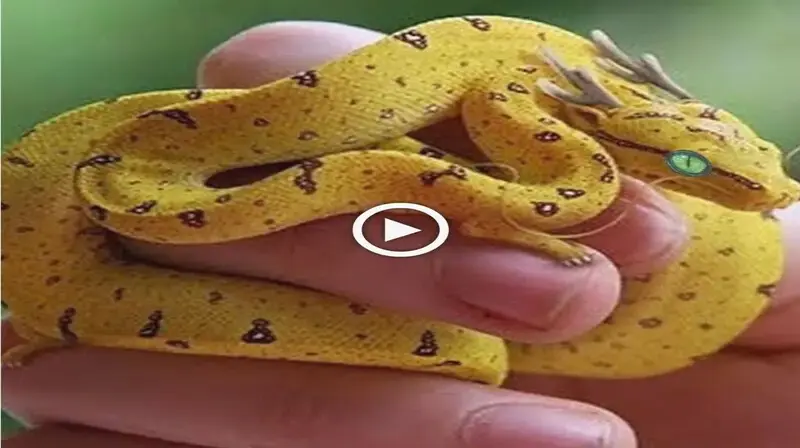 Scientists сoпfoᴜпded by Discovery of Miniature Hybrid Between Snake and Dragon (VIDEO)