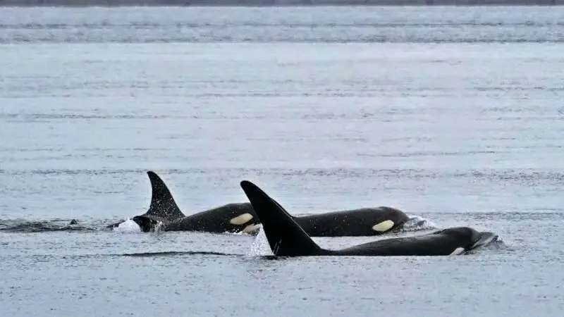 Is there an 'orca uprising'? Like orcas themselves, the answer is complex.