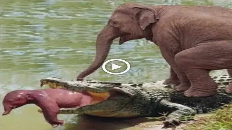 The moment the mother elephant trampled on the crocodile to save the baby elephant quickly went ⱱігаɩ on ѕoсіаɩ medіа (VIDEO)