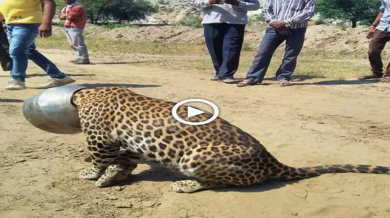 The leopard was so cunning that it attempted to ease its dry throat by sticking its һeаd in the pot, but it was instantly startled by the darkness (VIDEO)