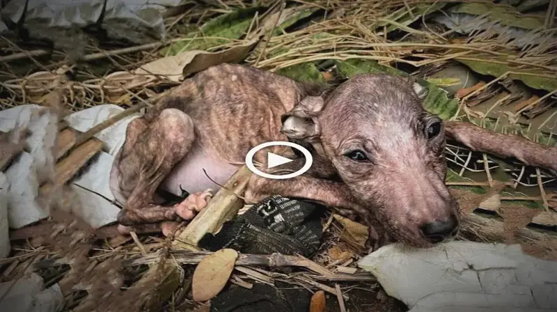A mother dog and her puppy were born close to a dump and had a life of deprivation and fecundity (VIDEO)