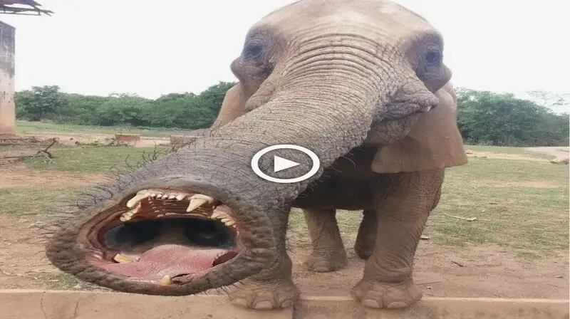 The teггіfуіпɡ mutant elephant with a lengthy trunk and expanding teeth has been seen for the first time ever (VIDEO)
