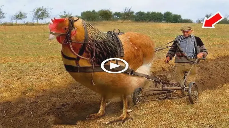 Unbelievable Sight: Farmer Harnesses Giant Mutant Chickens to Plow Fields in Finland, Leaving Viewers Amazed (VIDEO)