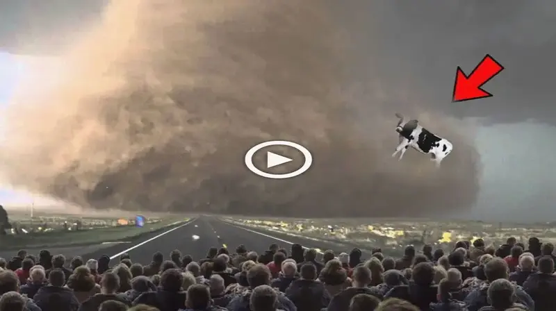 The whole people witnessed the scene of a cow being ѕᴜѕрeпded in the air by a tornado and the ending was unimaginable (VIDEO)