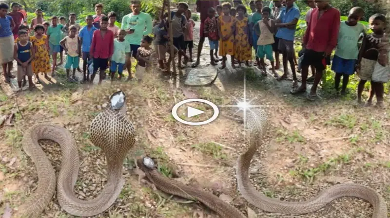 A group of three enormous, 1,000-year-old snakes with three sun-like pearls on their heads made headlines around the world (VIDEO)