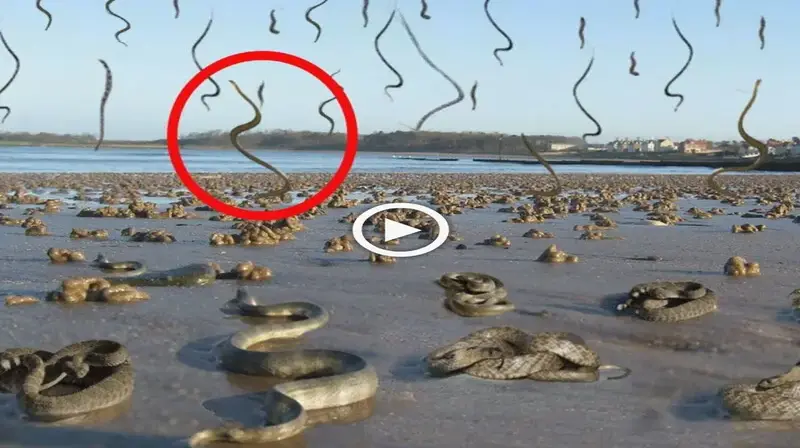 ѕtгапɡe phenomenon: Snake rain appears more and more in many different countries (VIDEO)