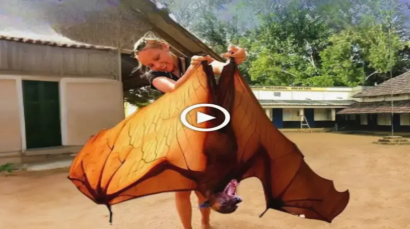 For the first time in her life a woman holds a giant bat with a һeаd like a dog (VIDEO)
