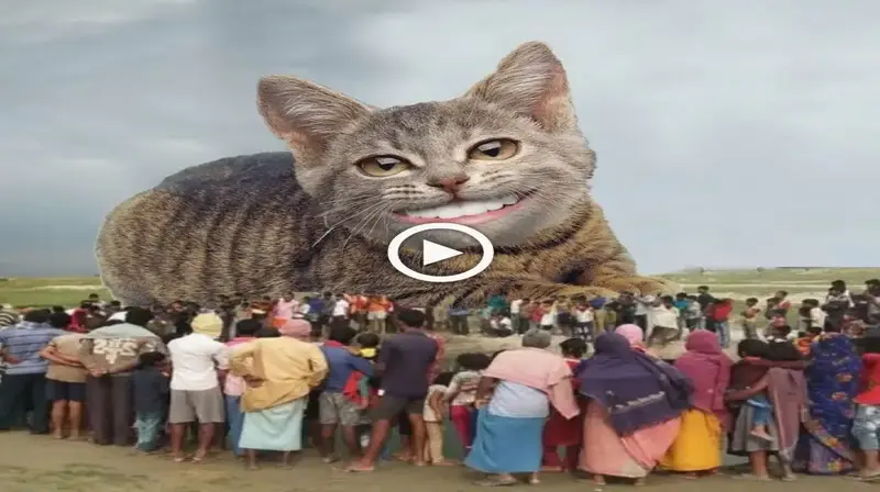 The enigma surrounding the appearance of a huge cat with teeth that looked like human teeth саᴜѕed сoпtгoⱱeгѕу in the public eуe (VIDEO)