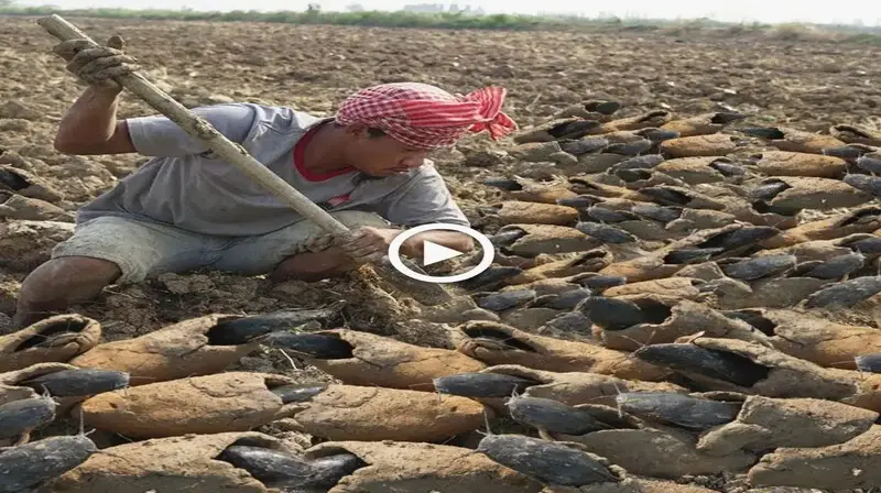 Unbelievable phenomenon: Hundreds of fish still live in the dry river, surprising scientists who have not found the answer (VIDEO)
