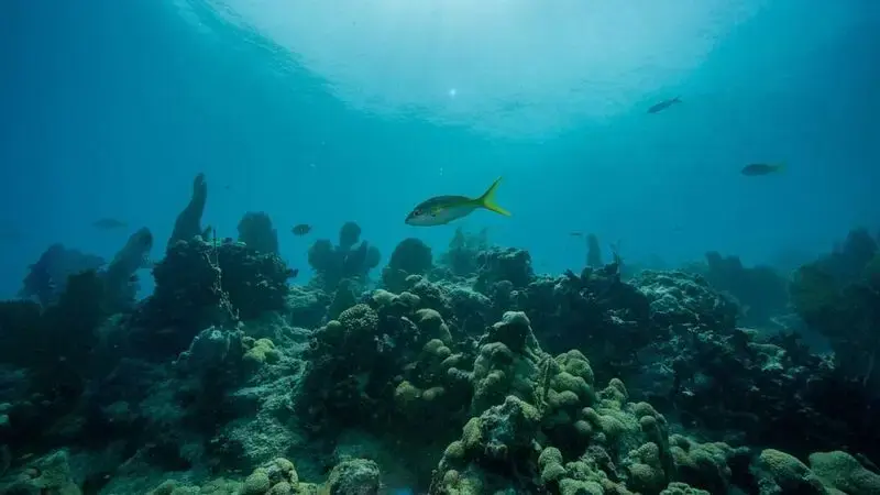 'Strikingly warm' ocean heat wave off Florida coasts could decimate corals, other marine life, experts say