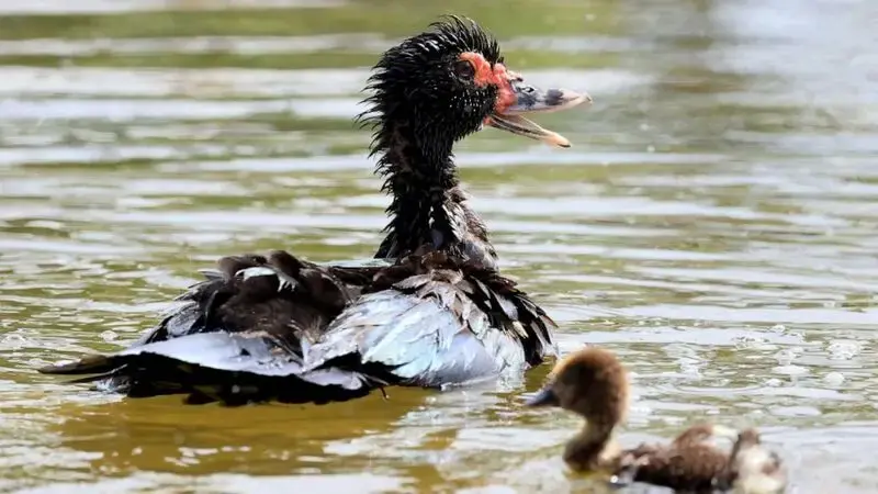 Seaside North Carolina town overrun with hundreds of ducks