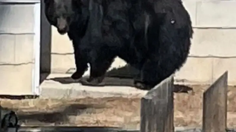 California authorities capture suspects in break-ins at Lake Tahoe homes: a mama bear and three cubs
