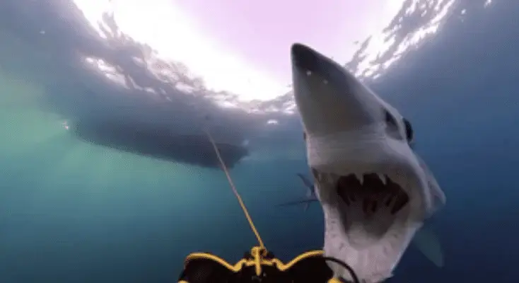 Mako Shark attacks research submersible in Rhode Island waters (video)