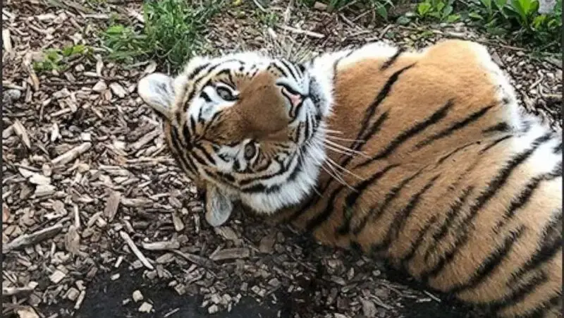 Extremely rare Amur tiger dies in 'freak accident' prepping for dental procedure at zoo