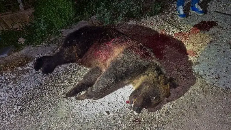 Shooting of a brown bear leaves 2 cubs motherless and sparks outrage in Italy