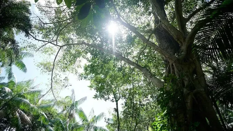Researchers discover another way tropical forests could suffer due to climate change