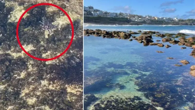 TikToker’s deadly discovery in Bronte rock pool sparks blue-ringed octopus warning