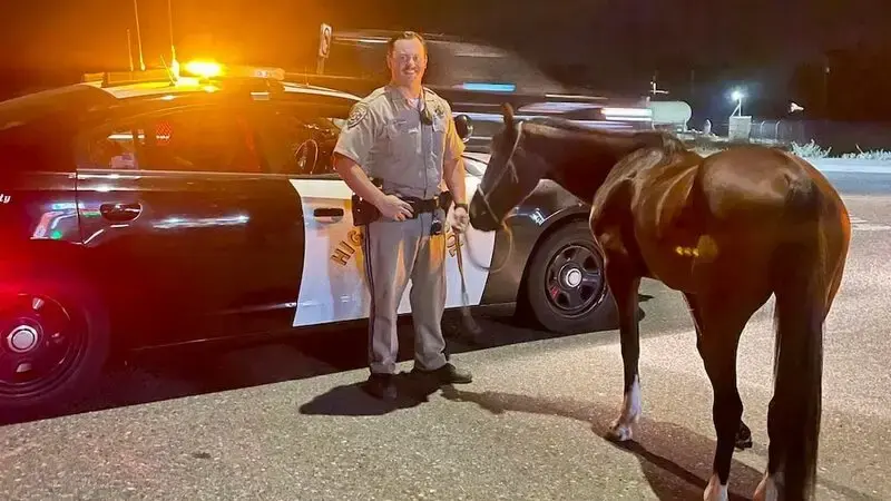 Man gets DUI for allegedly riding horse while drunk with open container of alcohol