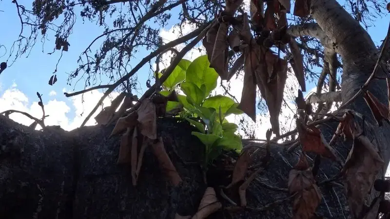 Historic banyan tree in Maui shows signs of growth after wildfire damage