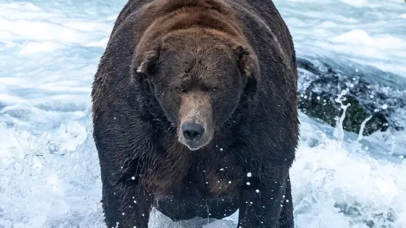 Could a government shutdown affect Fat Bear Week?