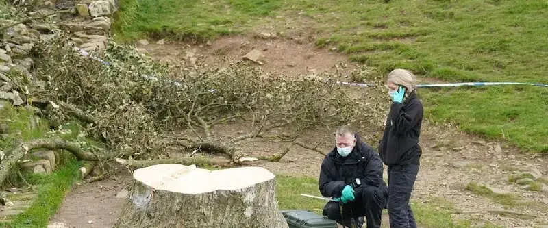 A second man is arrested over the felling in England of a much-loved tree near Hadrian's Wall