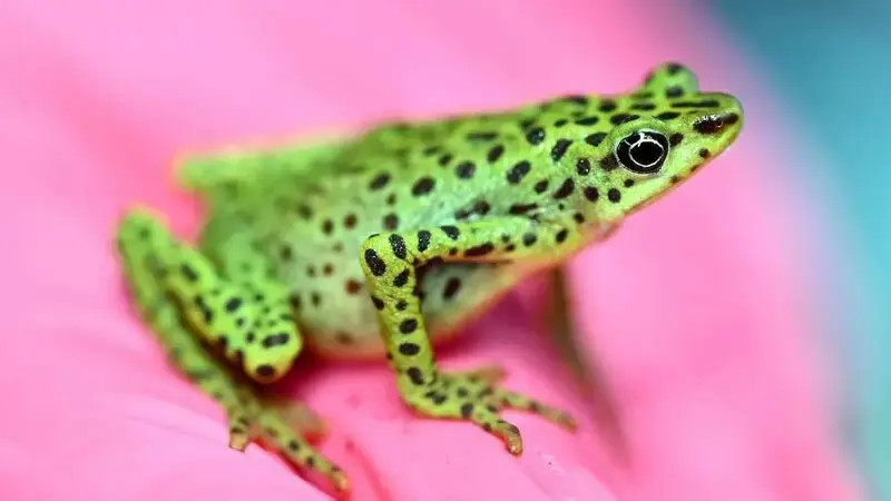 Amphibians are in widespread decline, and climate change is to blame, study says