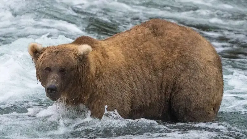 This is how a mama bear won Fat Bear Week, Katmai National Park officials say